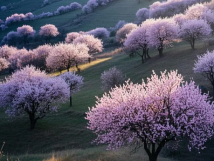 數(shù)九待春歸，亞歐果仁香